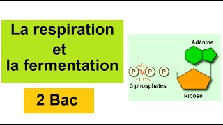 La respiration et la fermentation 2bac [upl. by Esiocnarf]