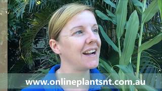 How to propagate Hedychium Coronarium ornamental ginger [upl. by Alejoa]