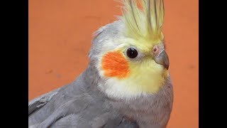 CANTO DE LA CACATUA NINFANYMPH COCKATIEL Nymphicus hollandicus [upl. by Ladnyc570]