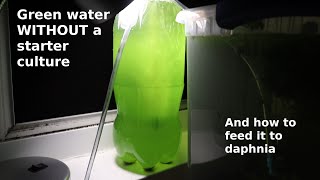 Green Water WITHOUT a Starter Culture  From Scratch  How To [upl. by Alset587]