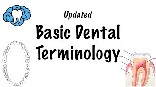 Basic Dental Terminology  UPDATED [upl. by Paryavi]