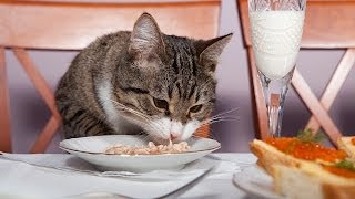 How to Feed Your Cat  Cat Care [upl. by Eward864]