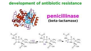 MethicillinResistant Staphylococcus aureus MRSA [upl. by Ahsinav]