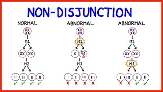 Chromosomal Abnormalities Aneuploidy and NonDisjunction [upl. by Jurgen]