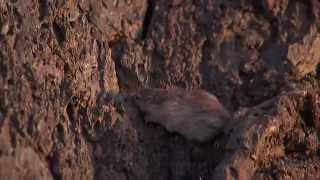 Natural Selection and the Rock Pocket Mouse — HHMI BioInteractive Video [upl. by Fraase]