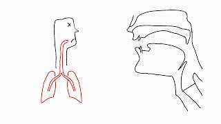 Phonetics Articulation [upl. by Agosto]