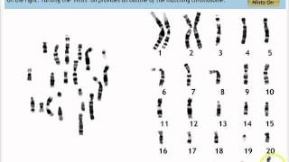 Make a Karyotype [upl. by Anehsuc112]