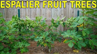 How To Espalier Fruit Trees With A Double Cordon Trellis System [upl. by Eenwat115]