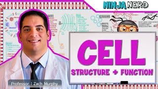 Cell Biology  Cell Structure amp Function [upl. by Joash]