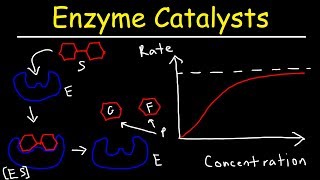 Enzymes  Catalysts [upl. by Calesta]