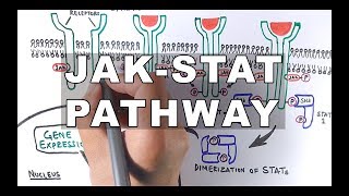 JAKSTAT Signalling Pathway [upl. by Koby]