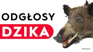 Dzik  odgłosy dzika [upl. by Aleemaj103]