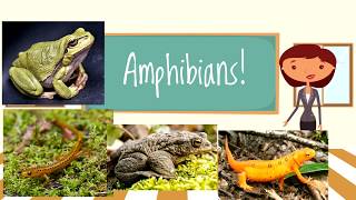 Amphibians for Children  Beginners Classroom Video [upl. by Woehick]