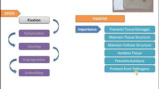 Histological Tissue Processing [upl. by Verina]