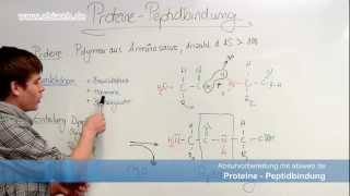 Proteine Peptidbindung  Abitur Chemie [upl. by Care252]