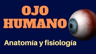 OJO HUMANO anatomía y fisiología [upl. by Nirat339]