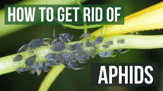 How to Get Rid of Aphids Guaranteed 4 Easy Steps [upl. by Ahsimik]