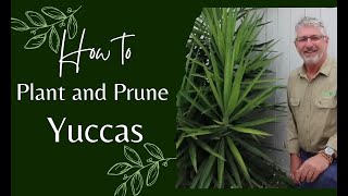 How to Prune and Plant Yuccas [upl. by Nahttam740]