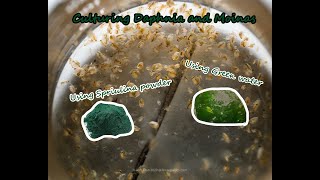 How To Culture Daphnia and Moinas using Green Water Spirulina powder [upl. by Dnob]