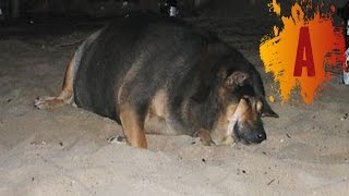 10 Fattest Dogs In The World [upl. by Sherar]