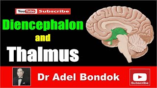 Diencephalon and Thalamus Dr Adel Bondok [upl. by Nivlad366]