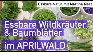 Essbare Baumblätter FichtenWipferl und Wildkräuter im späten Aprilwald [upl. by Bordy]