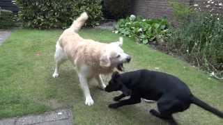 Black Lab and Golden Retrievers daily garden fight [upl. by Arukas304]