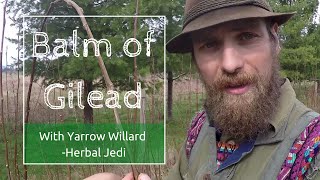 Benefits and Use of Balm of Gilead with Herbalist Yarrow Willard  Harmonic Arts [upl. by Marijane]