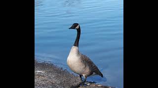 Canadian Goose Honking and Walking Away  shorts [upl. by Benjamen450]