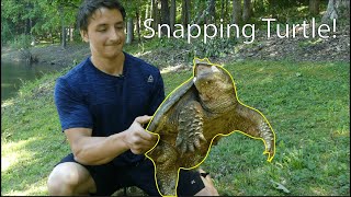 Amazing Turtle Adaptations [upl. by Pietje]