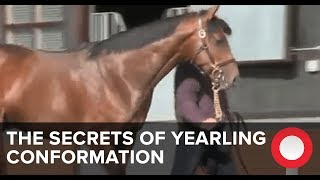 The Secrets of Yearling Conformation [upl. by Vogeley67]