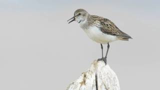 Voices Semipalmated Sandpiper [upl. by Gordon]