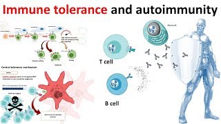 Immune Tolerance and autoimmunity overview [upl. by Atoiganap]