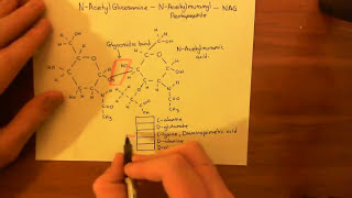 Vancomycin Resistant Enterococcus Part 1 [upl. by Abba895]