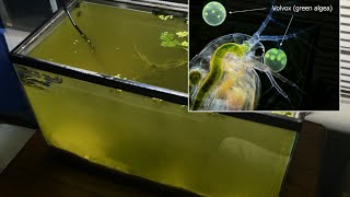 Raising Daphnia for the Freshwater Aquarium [upl. by Rene441]