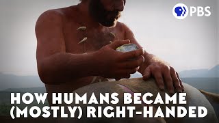 How Humans Became Mostly RightHanded [upl. by Lewse]