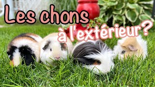 Les cochons dInde à lextérieur [upl. by Akimrej]