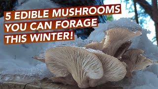 5 Edible Mushrooms You Can Forage This Winter [upl. by Ennayehc]