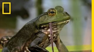 Bullfrogs Eat Everything  National Geographic [upl. by Nwad147]