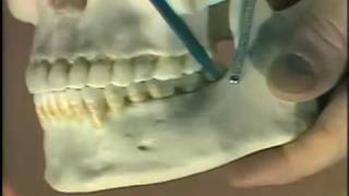 Dental Anatomy Introduction [upl. by Hales102]