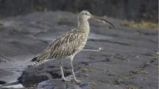 BTO Bird ID  Curlew and Whimbrel [upl. by Almeta]