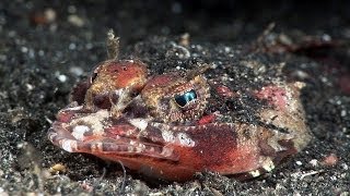 Mucky Secrets  Part 13  Benthic fishes stargazer flounder flathead  Lembeh Strait [upl. by Anatnahs]