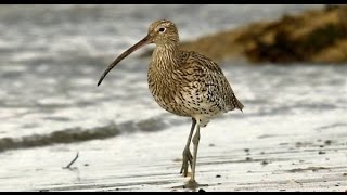 Birds of Ireland The Curlew amp its haunting song [upl. by Anilet]