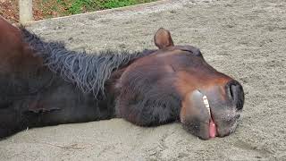 Sleeping Again Snoring and Snoozing Horses [upl. by Forester]