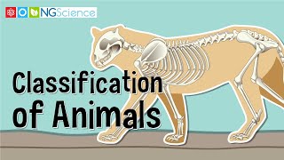 Classification of Animals [upl. by Alya]