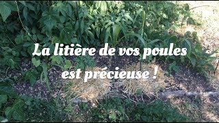 Les poules alliées du potager [upl. by Pucida]