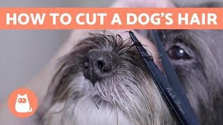 How to Cut a Dogs Hair 🐶 BASIC GROOMING Tutorial [upl. by Neumann]