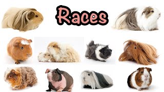 Races de cochons dinde [upl. by Tucker]