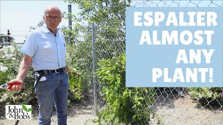 How to Espalier Fruit Trees and Almost Any Plant 4 Easy Steps [upl. by Diane-Marie]