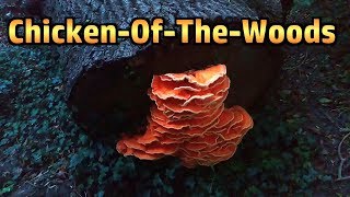 Chicken Of The Woods  Amazing Edible Fungus [upl. by Man]